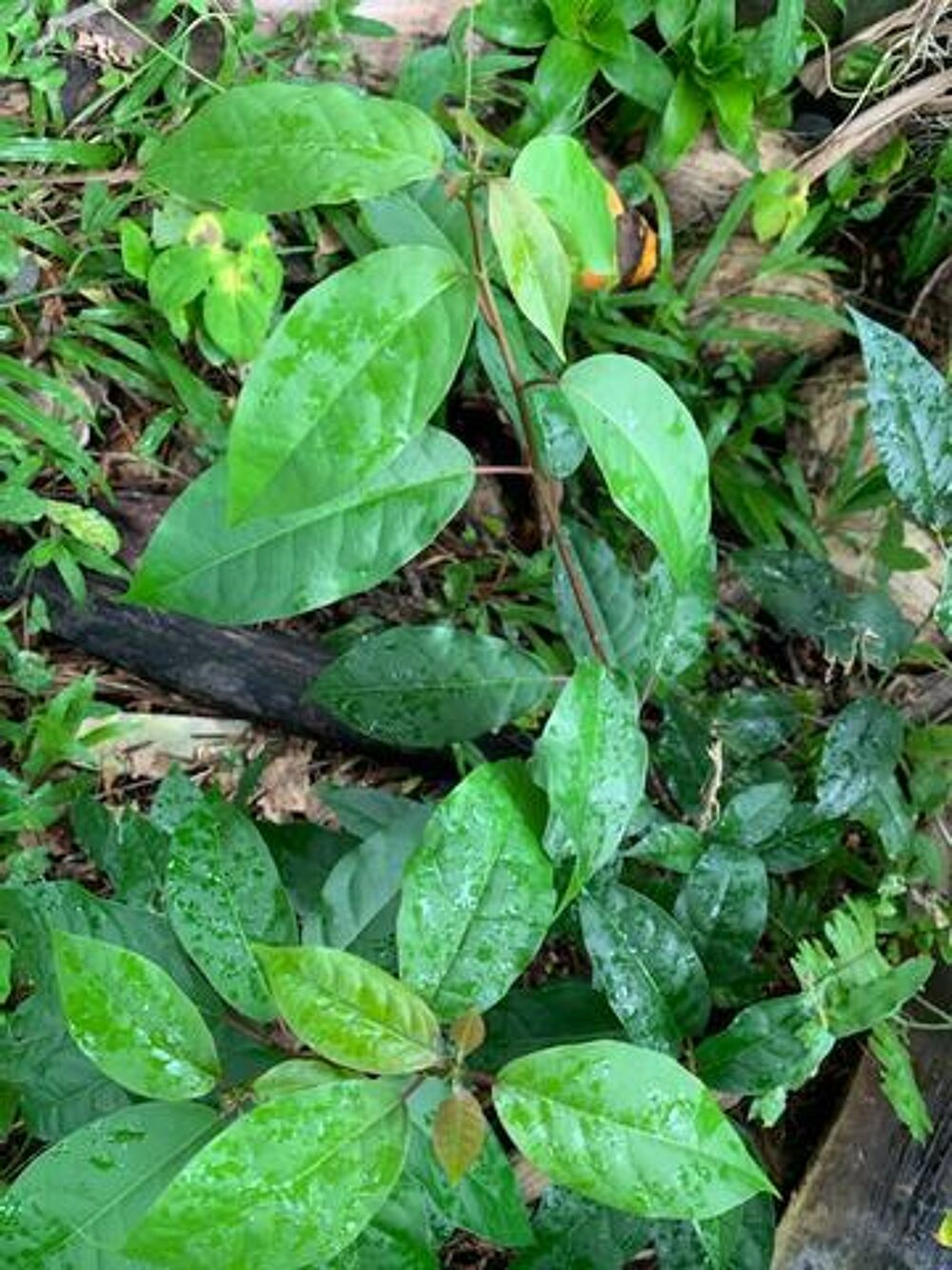 Plantes m&eacute;dicinales Jardin