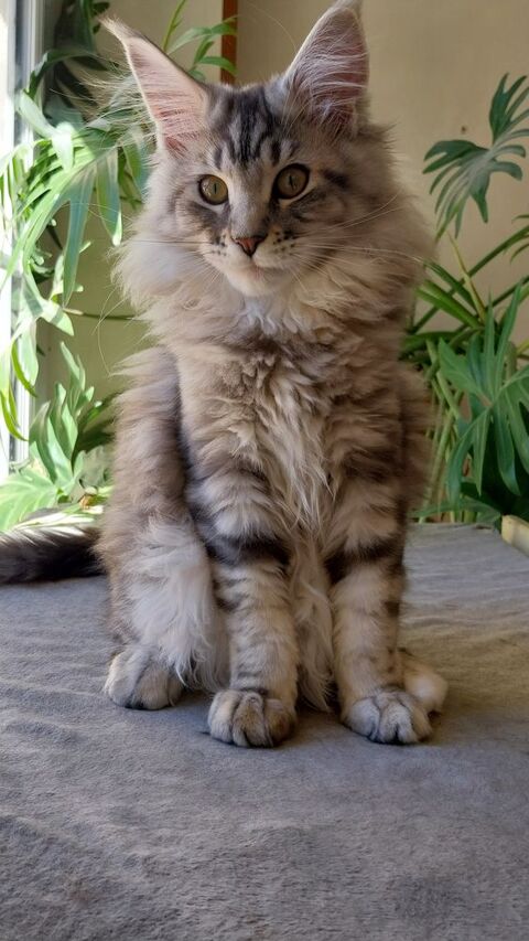 Chatons Maine Coon Femelles Loof
1500 78370 Plaisir