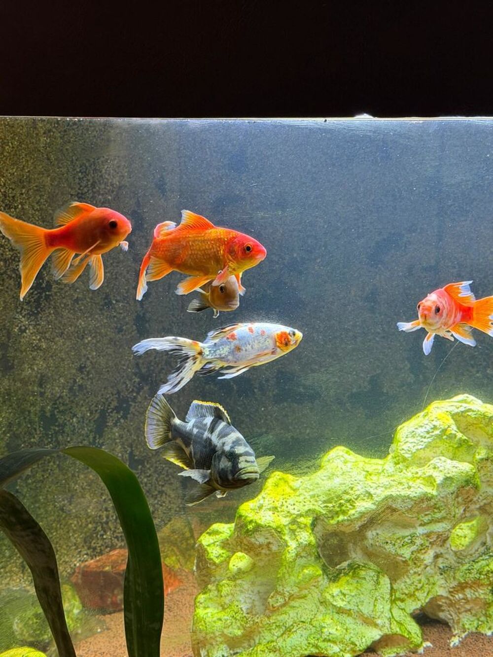   Don poissons 