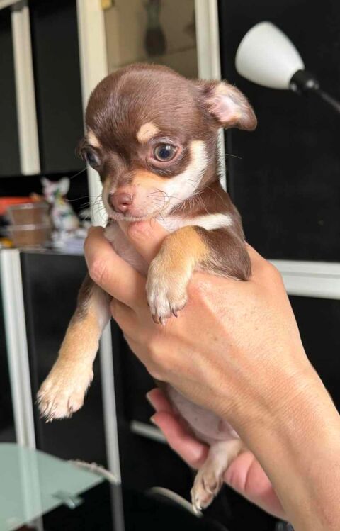 Chiots chihuahua poils courts et longs 1000 93330 Neuilly-sur-marne