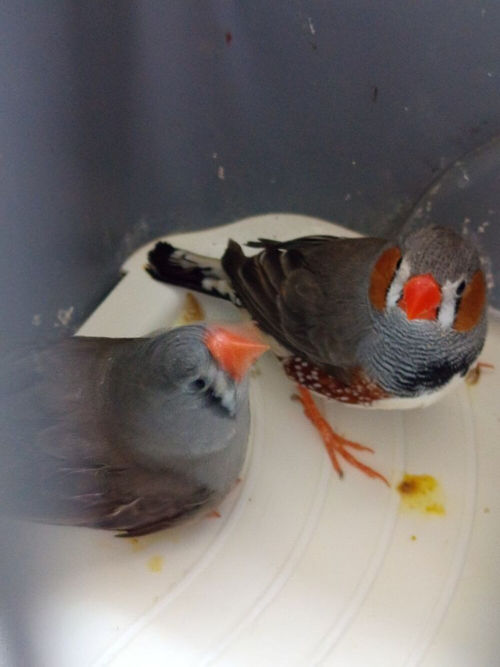 Annonce oiseaux, Ydes (15210) - WA175806559 - ParuVendu.fr