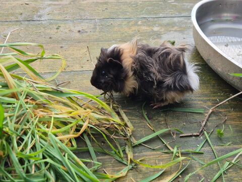 B&eacute;b&eacute;s cochon d'inde 20 61360 Saint-jouin-de-blavou