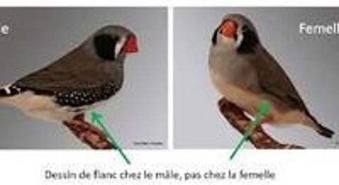   diamant mandarin jeune et couple  