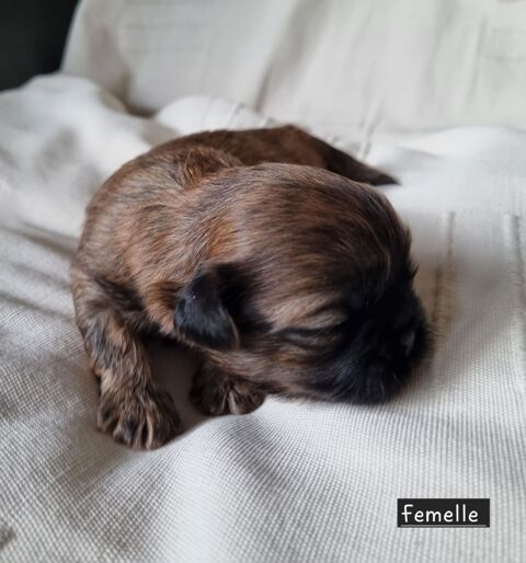 A r&eacute;server chiots shih tzu lof 1200 17000 La rochelle