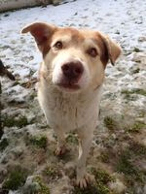   Stitch � l'adoption 