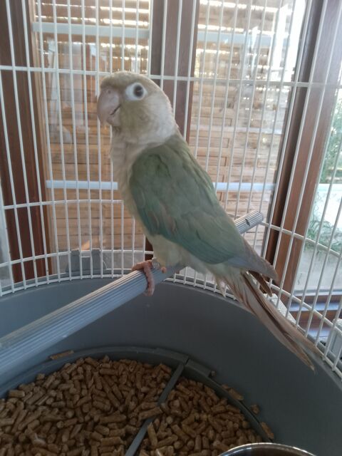 Conure mâle 120 18100 Vierzon