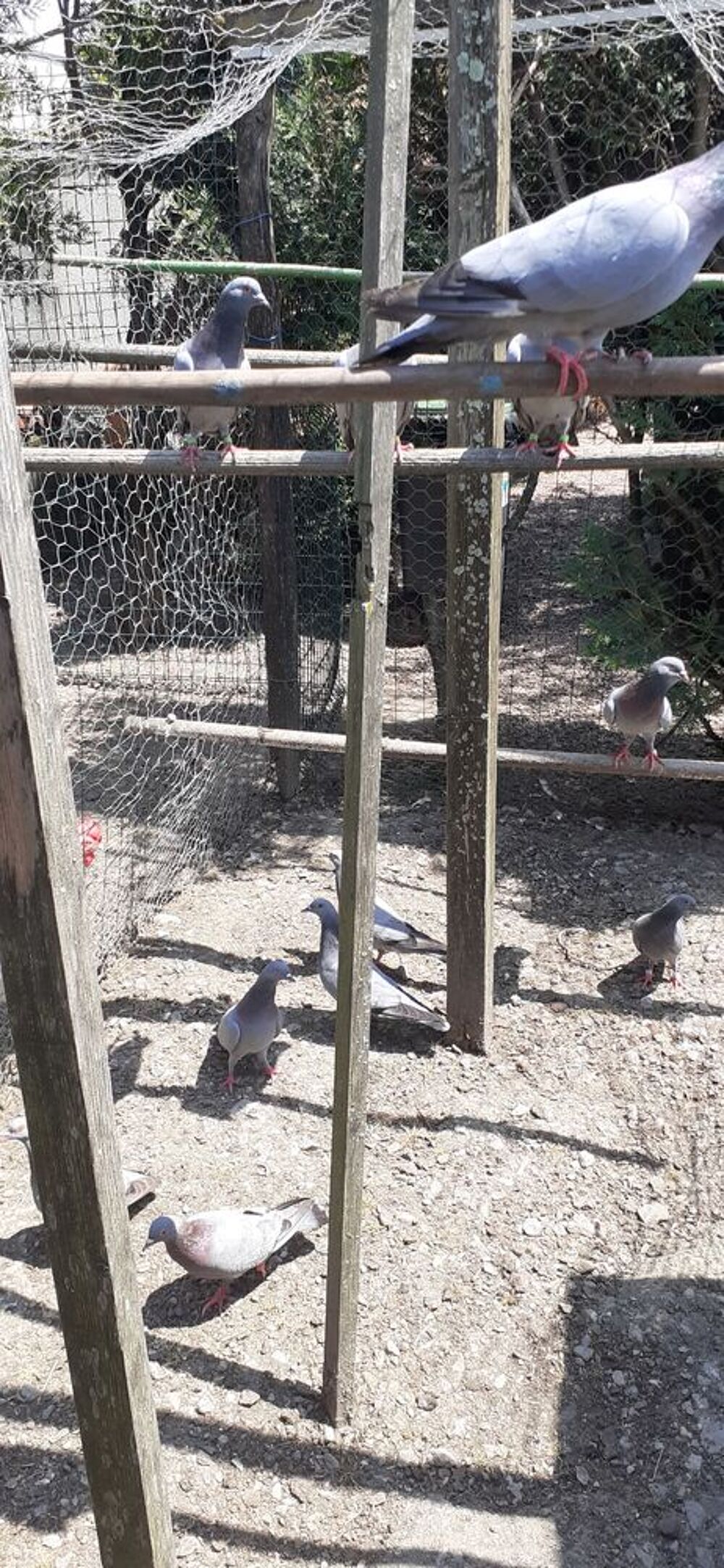   PIGEONS 