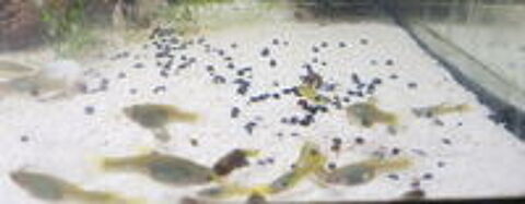   Guppy  