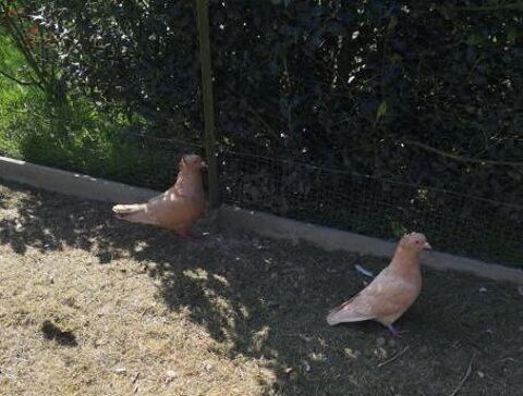 Pigeons Sottobanca 15 56490 Guilliers