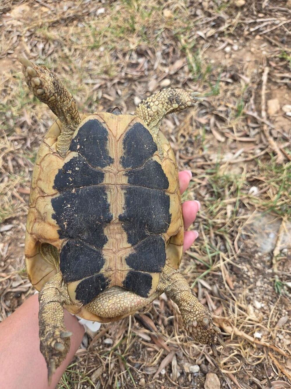   Tortue mâle adulte  