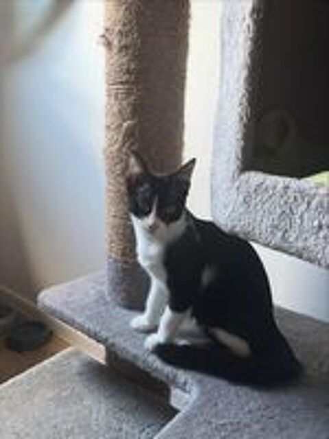   Chatons à l'adoption  
