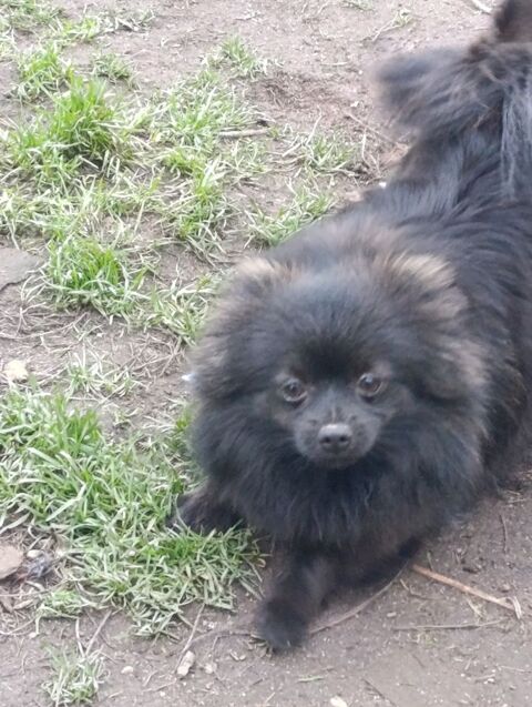 Spitz nain 550 45290 Langesse