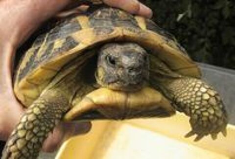   tortue terrestre 9/10 ans - 12cm. 