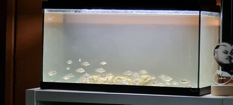 Don alevins Amatitlania nigrofasciata 0 58000 Nevers