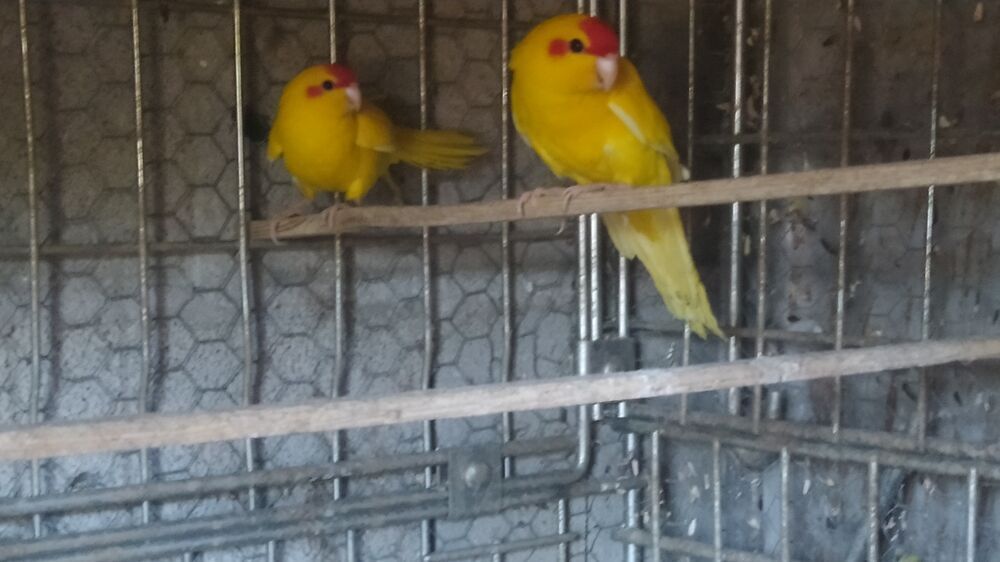  Kakariki 