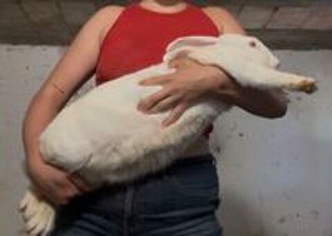   Lapine géant des Flandres albinos  
