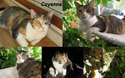 urgent pour Cayenne 6 ans dont 6 ans d'accueil  adopter 63240 Mont-dore