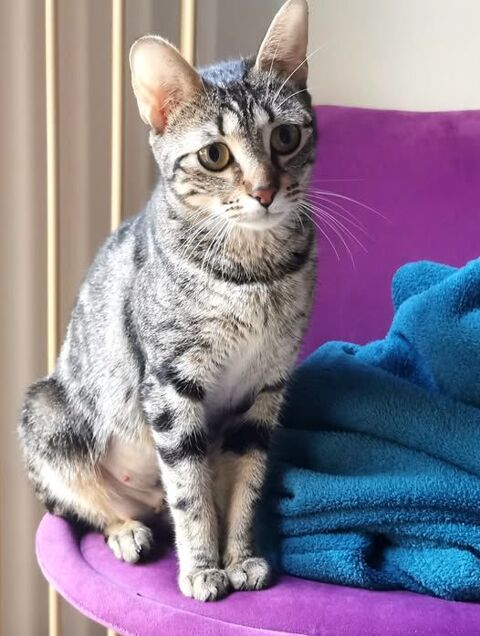 Chat TA&Iuml;A &agrave; l adoption 200 07130 Ch�teaubourg