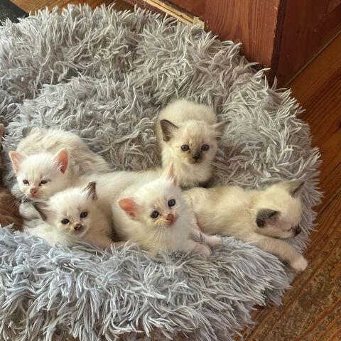 Magnifiques chatons Sacr&eacute; de Birmanie LOOF 850 02700 Tergnier