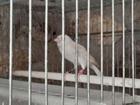   FEMELLE CANARI RAZA SATINE BLANC  