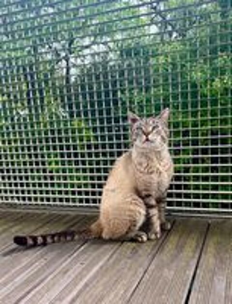   Noris chat siamois adorable 2 ans a adopter 