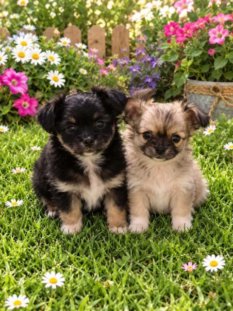 Disponible chiots chihuahua 900 62460 Divion
