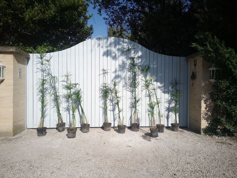 Papyrus 'G&eacute;ant' en container ??????????? Jardin