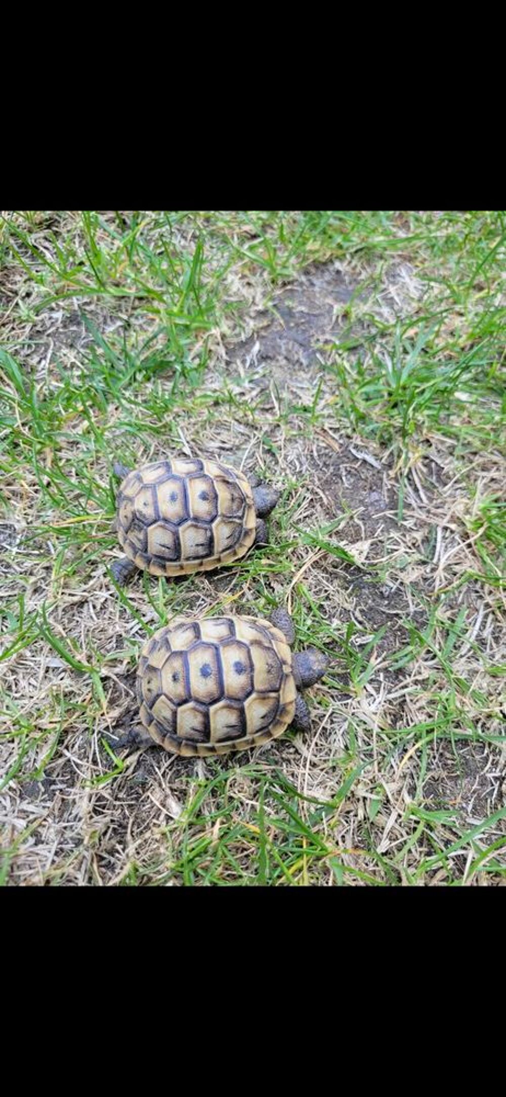   Petite tortue graeca  née en 2025   