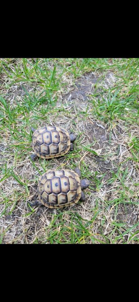 Petite tortue graeca  n&eacute;e en 2025 50 06270 Villeneuve-loubet