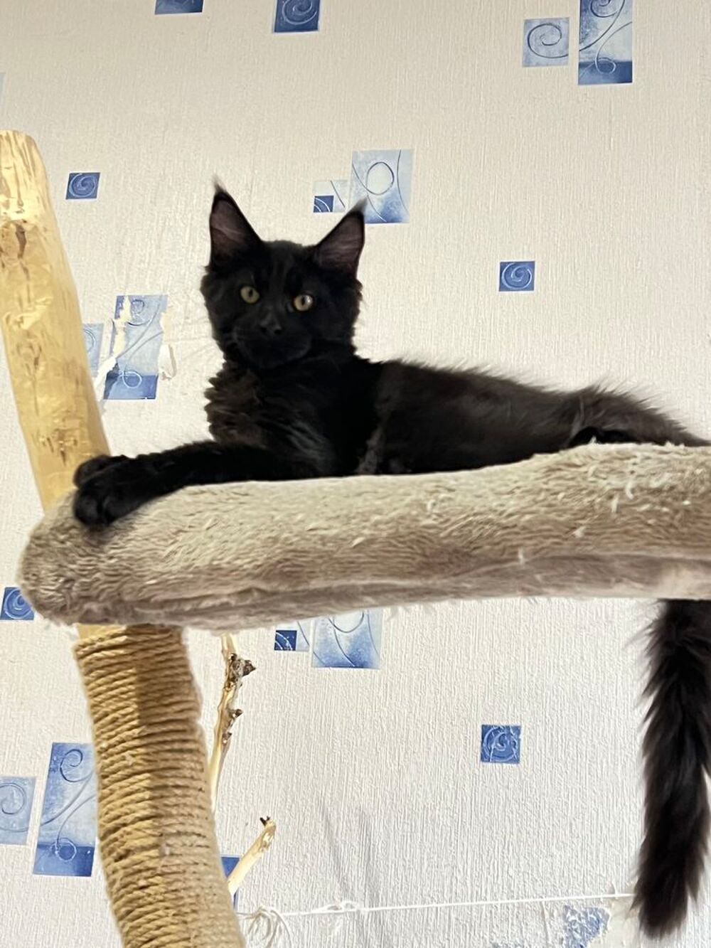   Maine Coon Mâle Black  