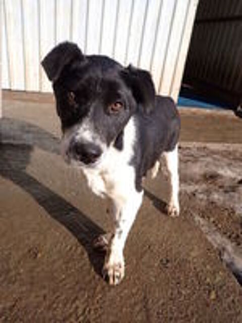   Suchy à l'adoption 