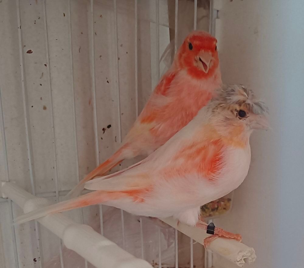   Couple arlequin7 