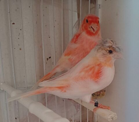 Couple arlequin7 80 77600 Bussy-saint-georges