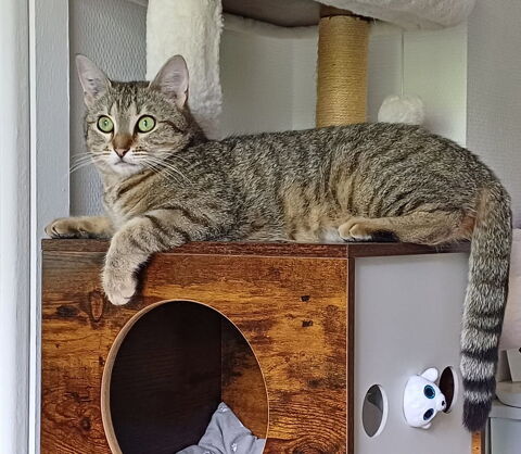 ISO FEMELLE TIGREE 2 ANS 195 92260 Fontenay-aux-roses