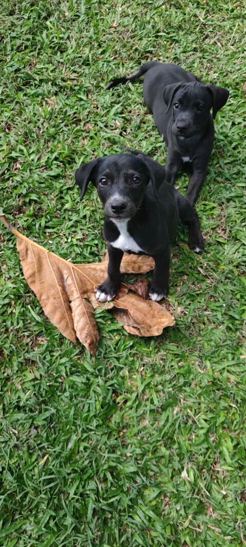 Belko, m&acirc;le X berger, n&eacute; le 26/09/2025 🐶 300 93000 Bobigny