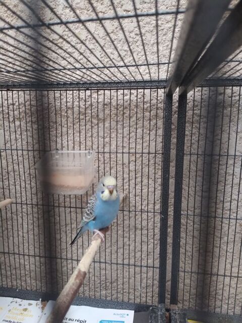 Perruches ondul&eacute;es 20 78280 Guyancourt