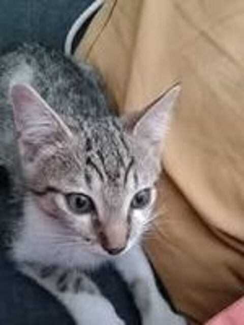   Chat ASKA à l adoption 