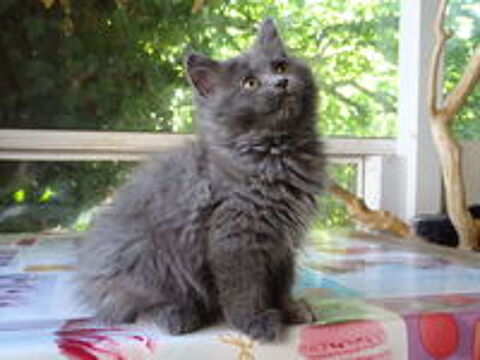   3 adorables chatons persan chinchilla x maine coon 