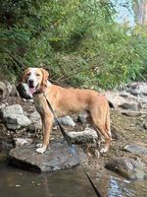   Zhucko croisé de 2 ans 