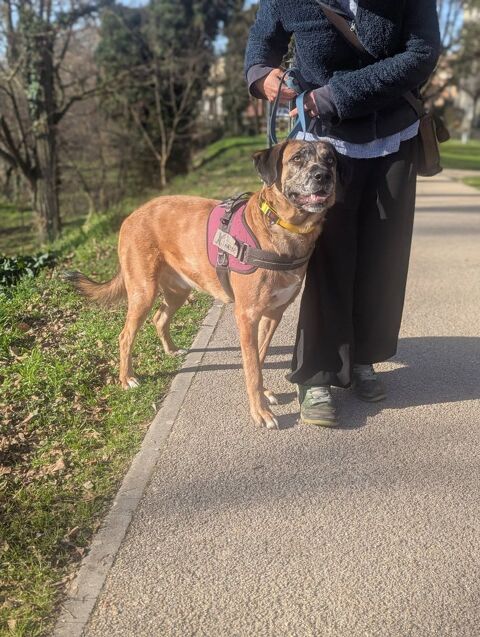 Chien BRETZEL &agrave; l adoption 350 26400 Crest