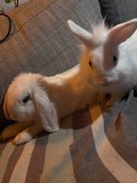   bébé lapins 