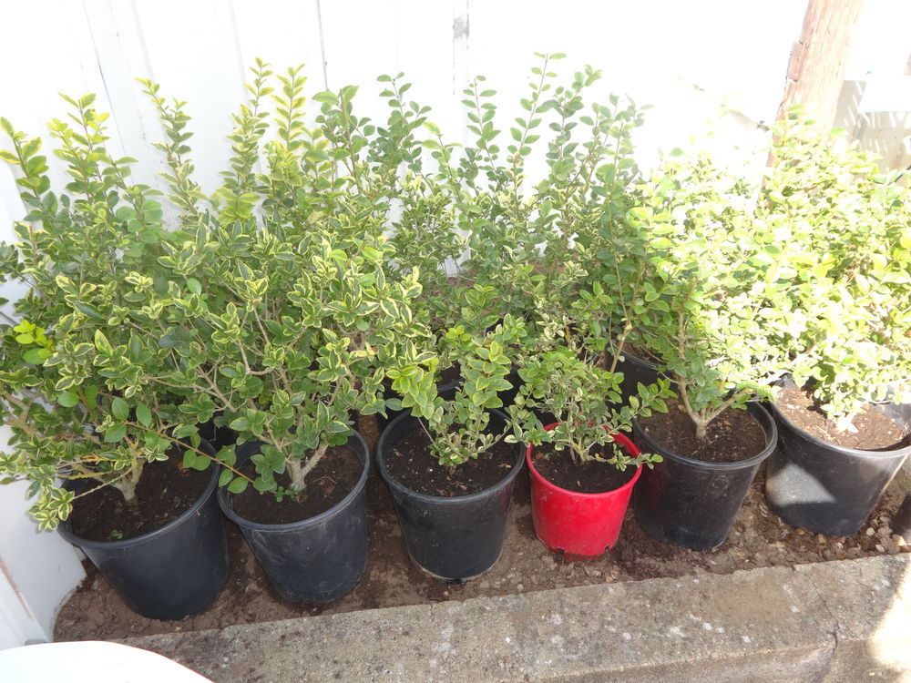 tro&egrave;ne de Californie Jardin