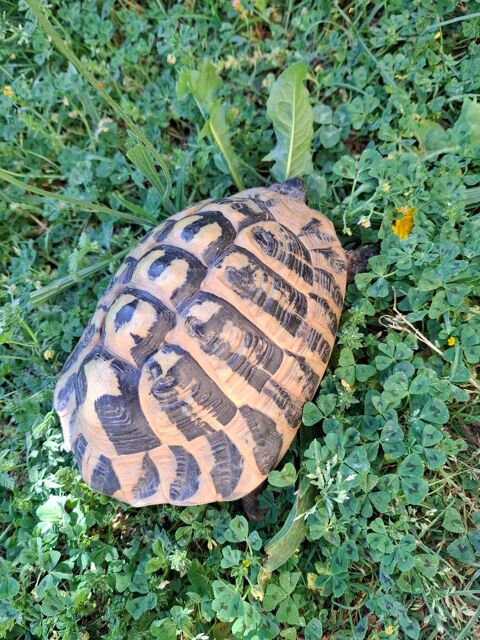 tortue male 19 ans 190 13700 Marignane