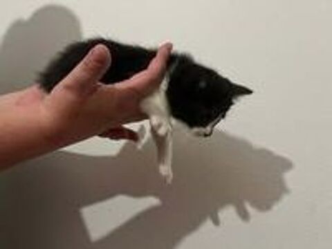   Chat OREO à l adoption 