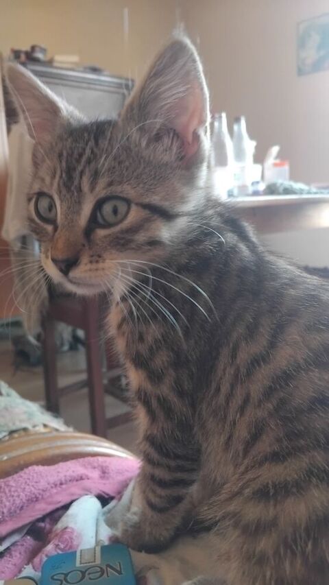 Donne chatons 0 03140 Chantelle