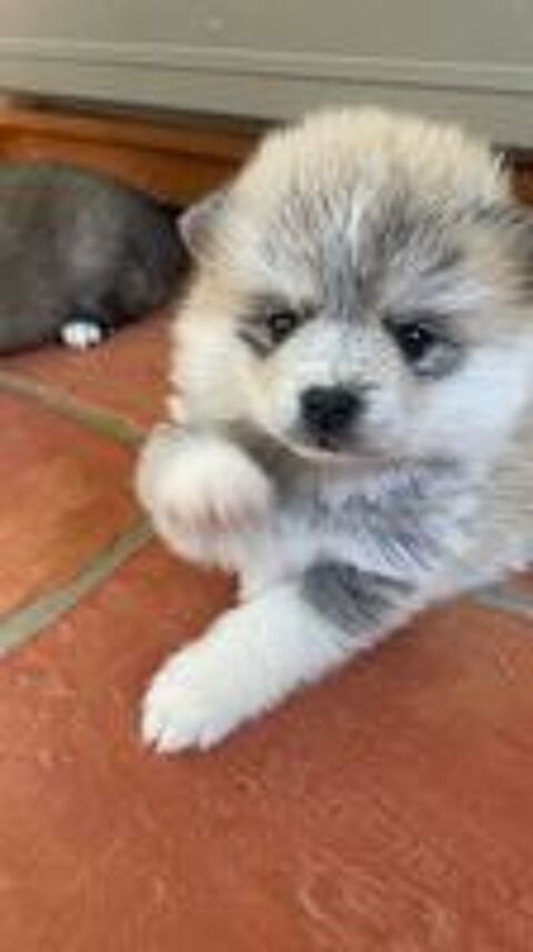   Chiots POMSKY 