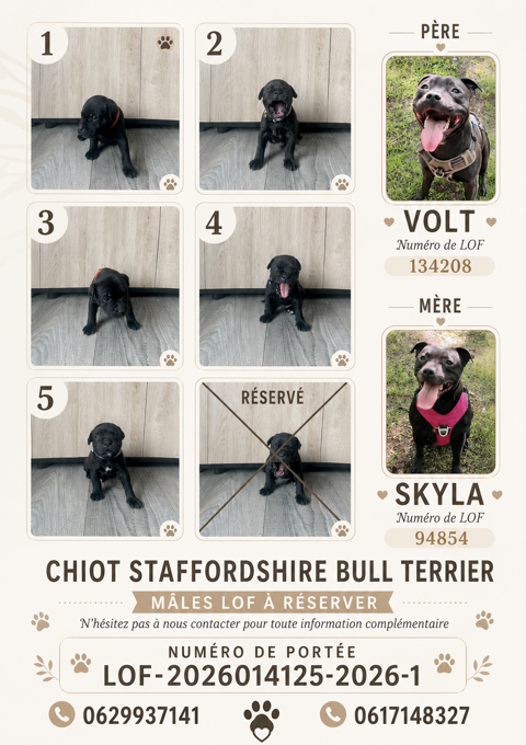 &Agrave; r&eacute;server ? Port&eacute;e de 6 chiots Staffordshire Bull Terrier 1300 60740 Saint-maximin