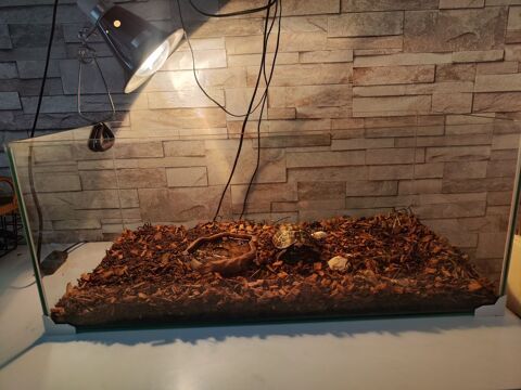 Tortue terrestre+terrarium 150 33670 Cron