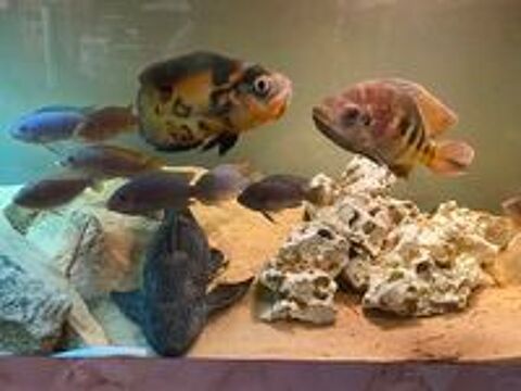   AQUARIUM COMPLET + POISSONS 