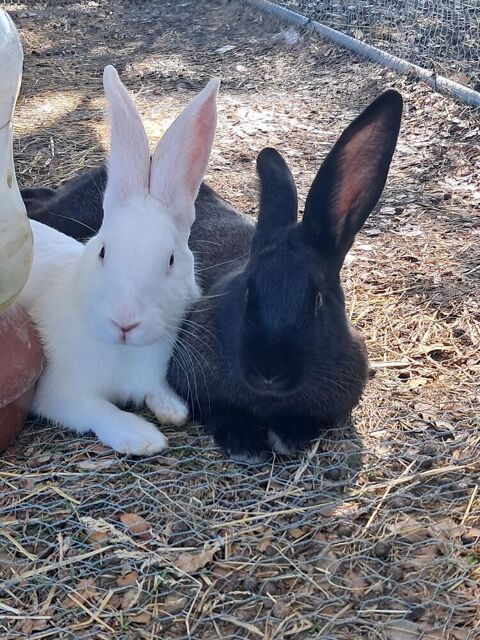 Lapin type fermier ( papillon dans les g&egrave;nes de la m&egrave;re)  50 84600 Valréas